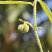 Tragia involucrata L.